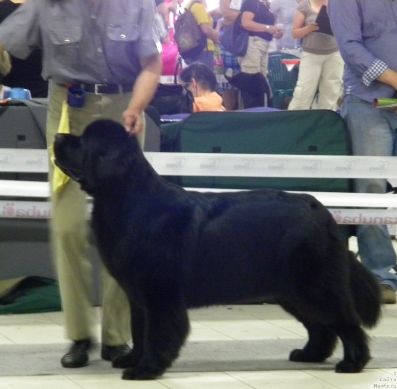 Фото: ньюфаундленд Aquatoriya Kelvin Kadril (Акватория Келвин Кадриль), Aleksandr Jakov (Александр Жаков)