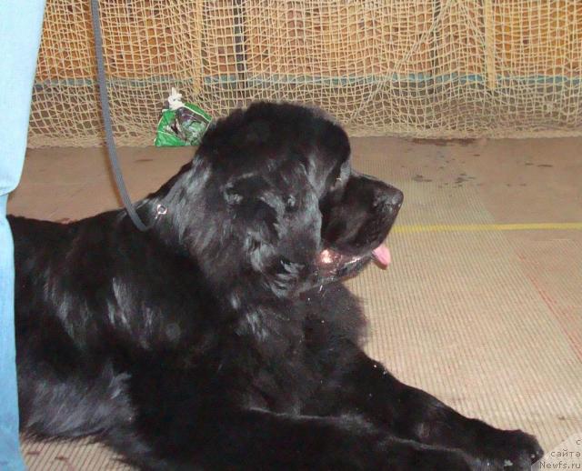 Фото: ньюфаундленд Mag Ispolin Kristofer (Маг Исполин Кристофер)