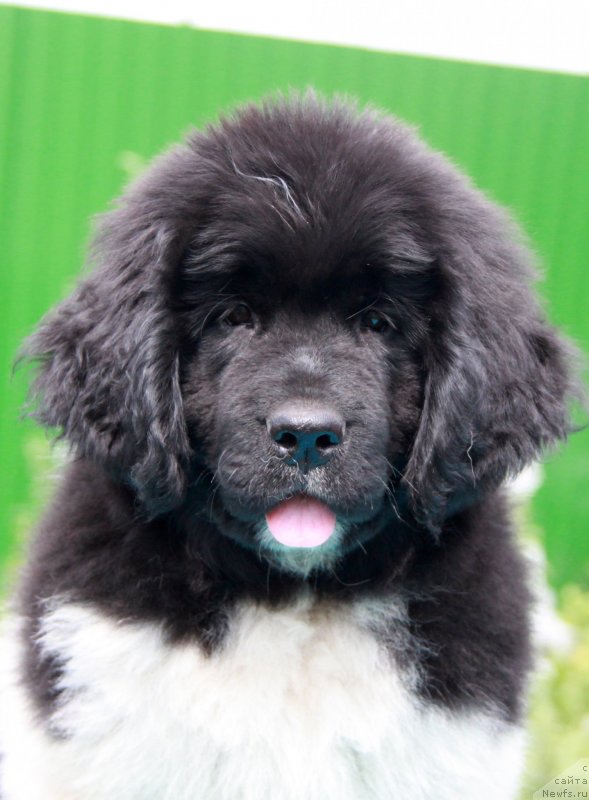 Фото: ньюфаундленд Akvian Song Kiss from Rouz (Аквиан Сонг Кисс Фром Роуз)