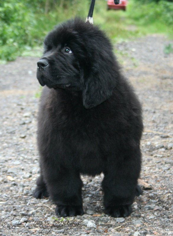 Фото: ньюфаундленд Chernaya Mafia Meant To Be (Черная Мафия Меант То Бе)