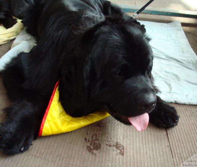 Фото: ньюфаундленд Mag Ispolin Kristofer (Маг Исполин Кристофер)