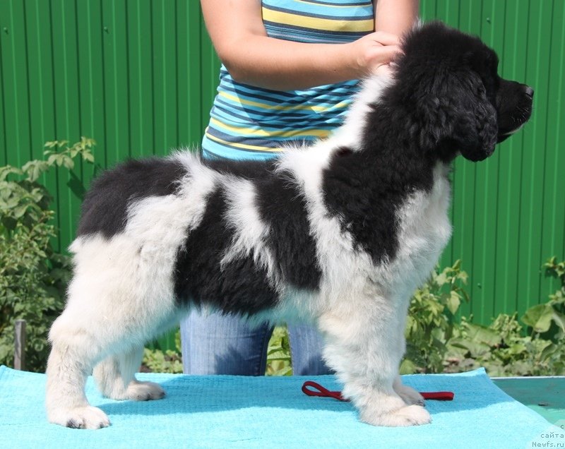 Фото: ньюфаундленд Akvian Song Kiss from Rouz (Аквиан Сонг Кисс Фром Роуз)