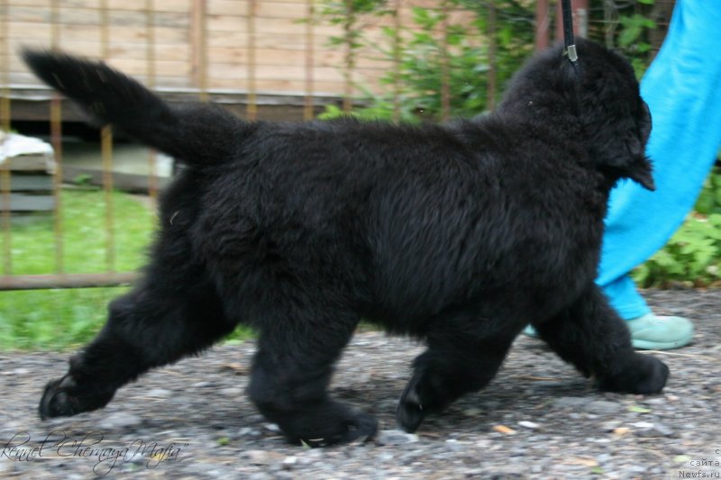 Фото: ньюфаундленд Chernaya Mafia Meant To Be (Черная Мафия Меант То Бе)