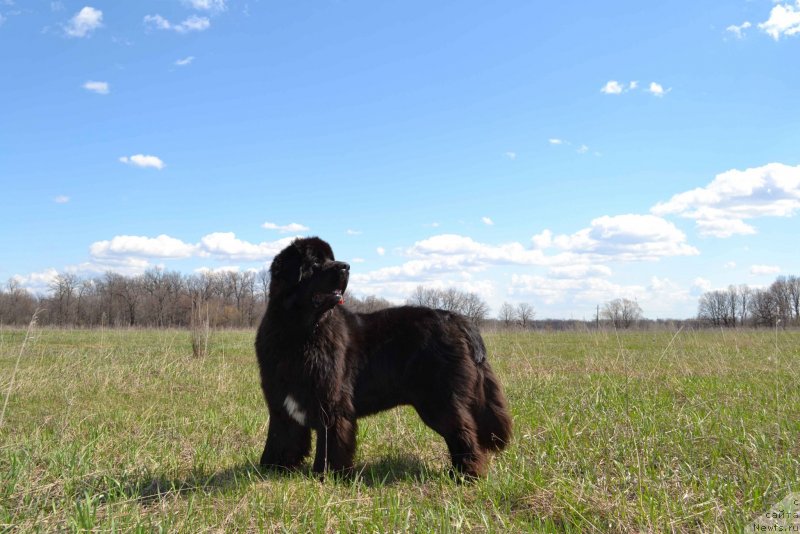 Фотография № 131196