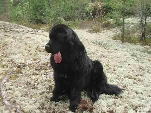 Фото: ньюфаундленд Plushevaya Panda Anabella Beautiful (Плюшевая Панда Анабелла Бьютифул)