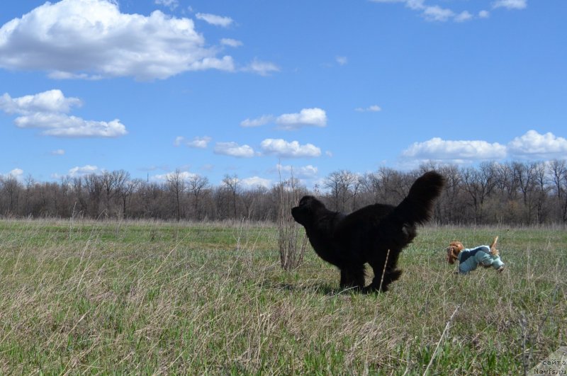 Фото: ньюфаундленд Kiper Soul Layon Hyeert (Кипер Соул Лайон Хэерт)