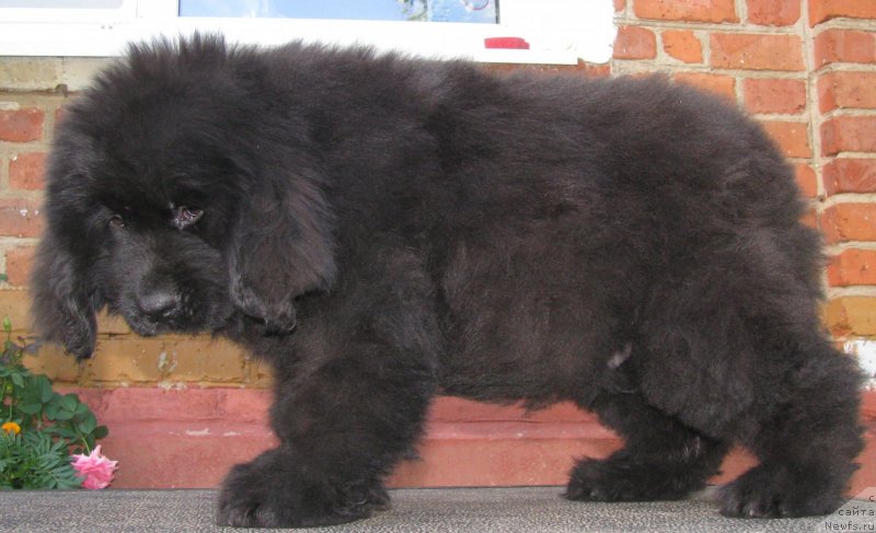 Фото: ньюфаундленд Akvilegiya Nejnaya (Аквилегия Нежная), ньюфаундленд Premium Brayt (Премиум Брайт)