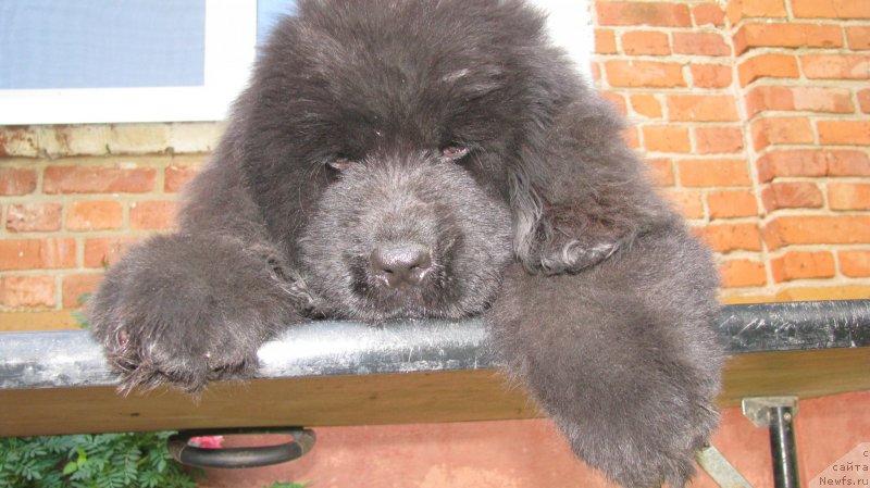 Фото: ньюфаундленд Akvilegiya Nejnaya (Аквилегия Нежная), ньюфаундленд Premium Brayt (Премиум Брайт)