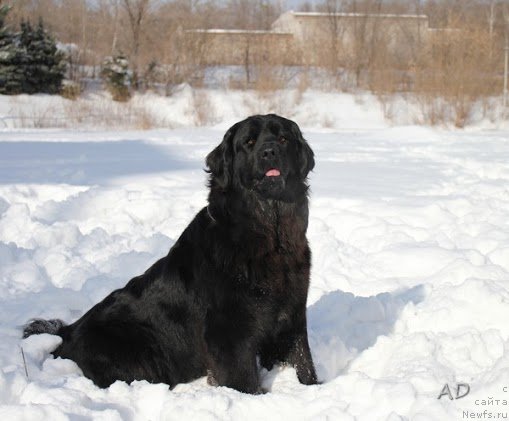 Фото: ньюфаундленд Del'ta (Дельта)