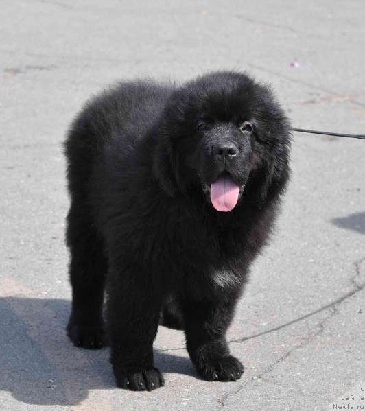 Фото: ньюфаундленд Sent Djons Zhiscar D'Estaing Edmon (Сент Джонс Жискар Д'Эстен Эдмон)