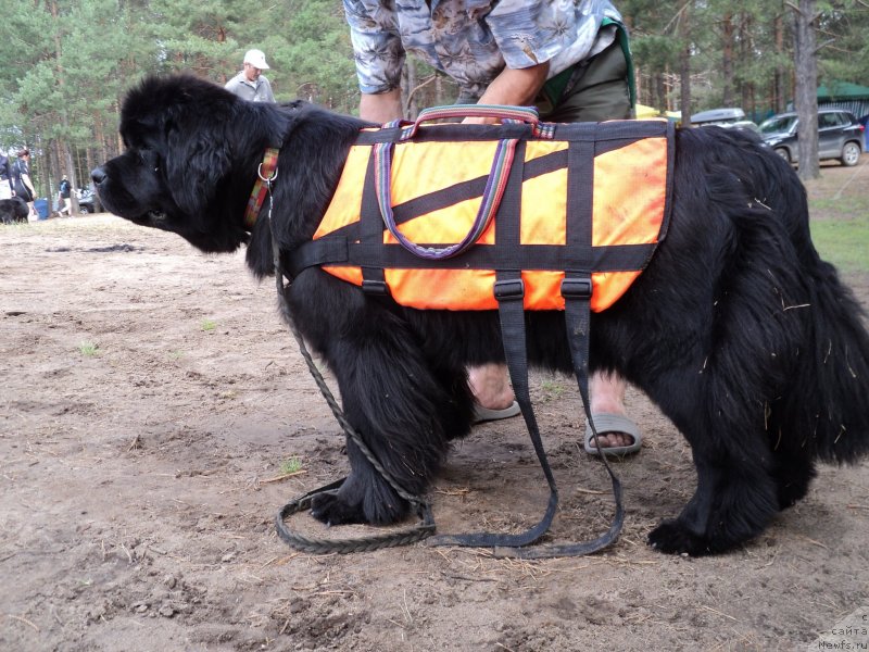 Фотография № 131216