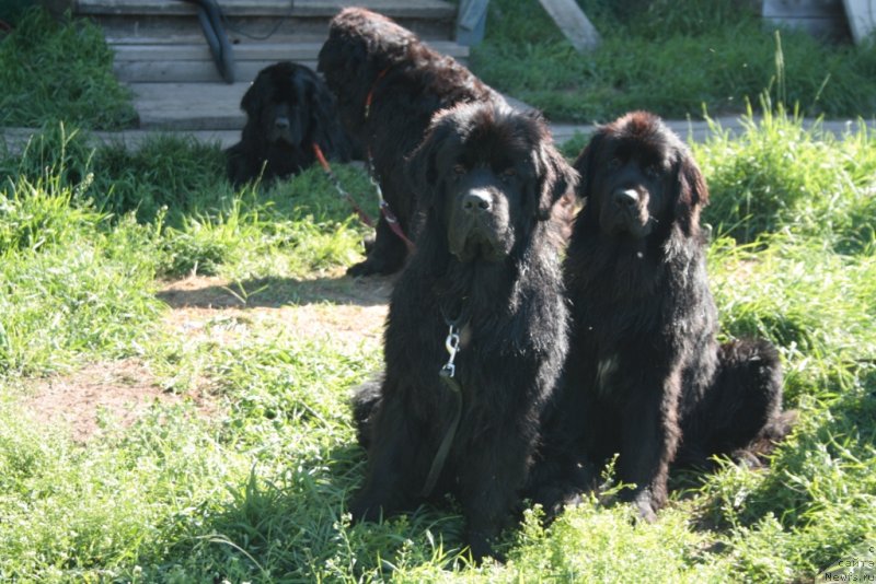 Фотография № 131227