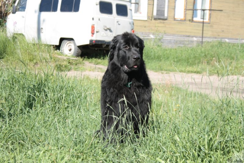 Фото: ньюфаундленд YUkka Flover (Юкка Фловер)