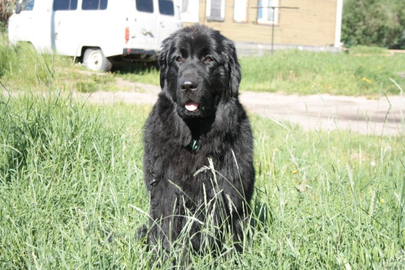 Фото: ньюфаундленд YUkka Flover (Юкка Фловер)