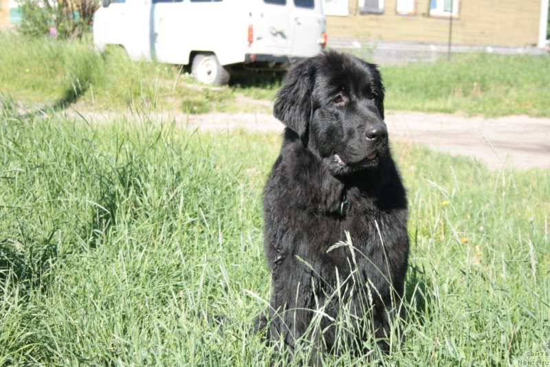 Фото: ньюфаундленд YUkka Flover (Юкка Фловер)