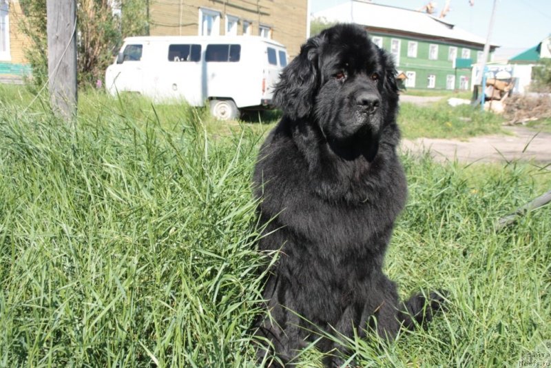 Фото: ньюфаундленд Gloriya Grand Blek (Глория Гранд Блек)