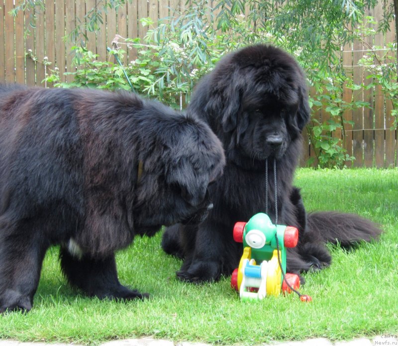 Фото: ньюфаундленд Very Fairweathers X'Got The Rhythm, ньюфаундленд Cristalmar Cadeaux de Noel