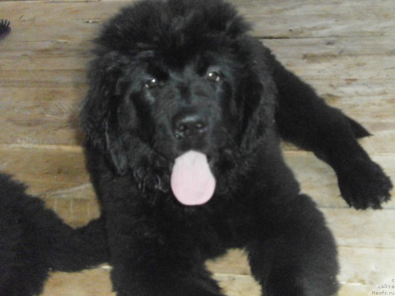 Фото: ньюфаундленд Vaviloniya Best (Вавилония Бест), ньюфаундленд Vaviloniya Best (Вавилония Бест)