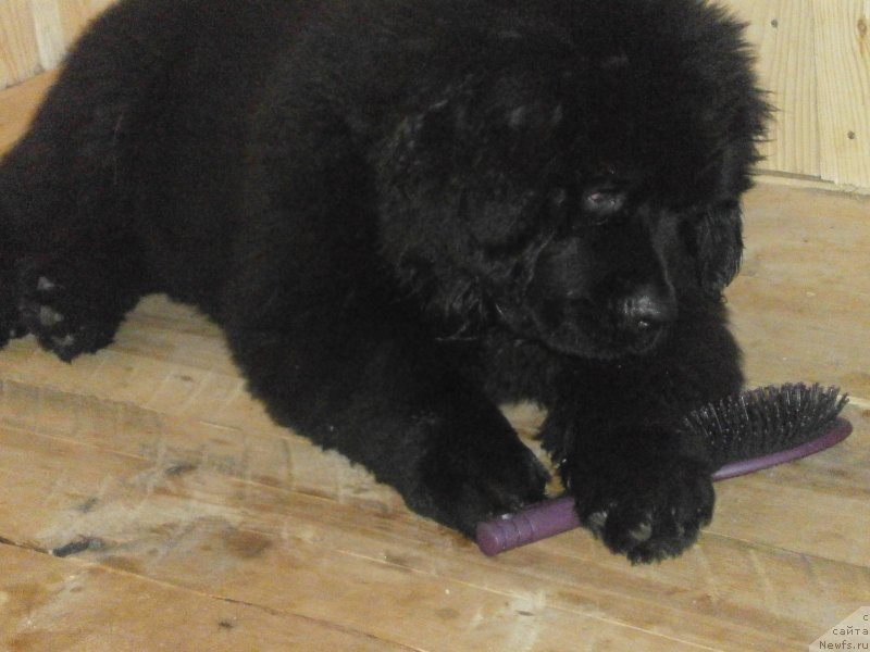 Фото: ньюфаундленд Vaviloniya Best (Вавилония Бест), ньюфаундленд Vaviloniya Best (Вавилония Бест), ньюфаундленд Vaviloniya Best (Вавилония Бест), ньюфаундленд Vanilla Koka-Kola (Ванилла Кока-Кола), ньюфаундленд Vanilla Koka-Kola (Ванилла Кока-Кола), ньюфаундленд Vanilla Koka-Kola (Ванилла Кока-Кола), ньюфаундленд Vanilla Koka-Kola (Ванилла Кока-Кола), ньюфаундленд Vanilla Koka-Kola (Ванилла Кока-Кола), ньюфаундленд Vanilla Koka-Kola (Ванилла Кока-Кола), ньюфаундленд Vanilla Koka-Kola (Ванилла Кока-Кола), ньюфаундленд Vanilla Koka-Kola (Ванилла Кока-Кола), ньюфаундленд Vanilla Koka-Kola (Ванилла Кока-Кола), ньюфаундленд Vaviloniya Best (Вавилония Бест), ньюфаундленд Vaviloniya Best (Вавилония Бест), ньюфаундленд Vaviloniya Best (Вавилония Бест), ньюфаундленд Vaviloniya Best (Вавилония Бест), ньюфаундленд Vaviloniya Best (Вавилония Бест), ньюфаундленд Vaviloniya Best (Вавилония Бест), ньюфаундленд Vanilla Koka-Kola (Ванилла Кока-Кола)