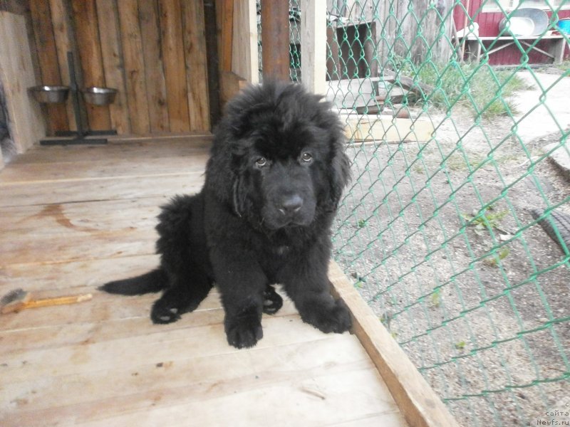 Фото: ньюфаундленд Vanilla Koka-Kola (Ванилла Кока-Кола), ньюфаундленд Vanilla Koka-Kola (Ванилла Кока-Кола)