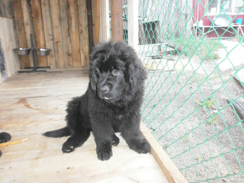 Фото: ньюфаундленд Vanilla Koka-Kola (Ванилла Кока-Кола)