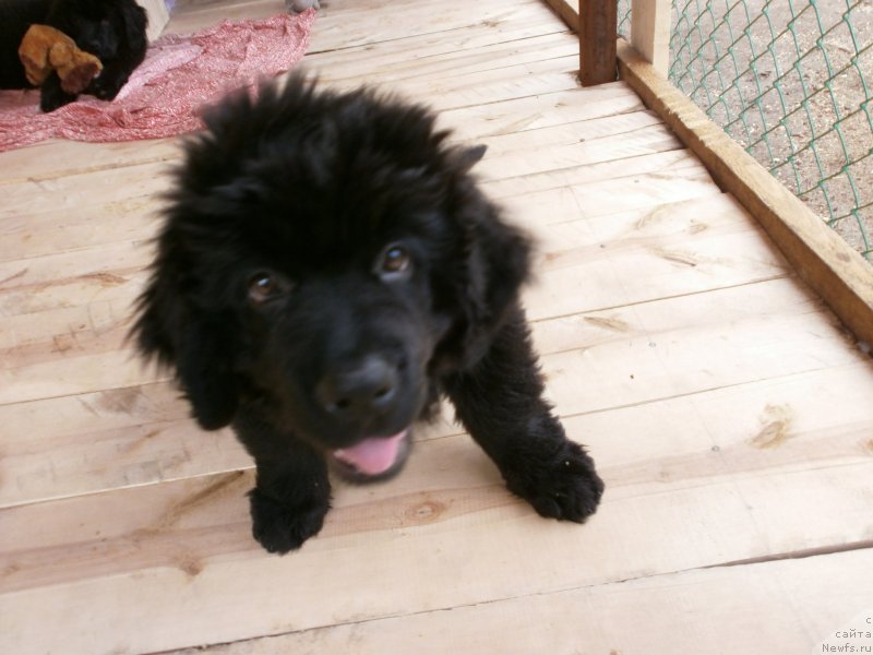 Фото: ньюфаундленд Vanilla Koka-Kola (Ванилла Кока-Кола)