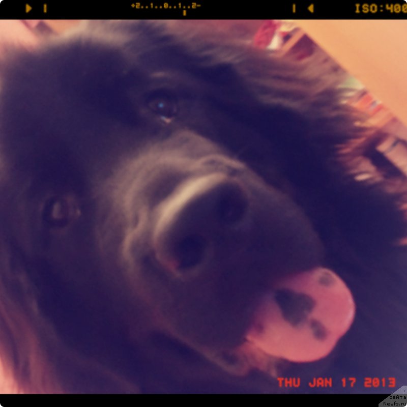 Фото: ньюфаундленд Daanich Bona Ursido (Даанич Бона Урсидо)