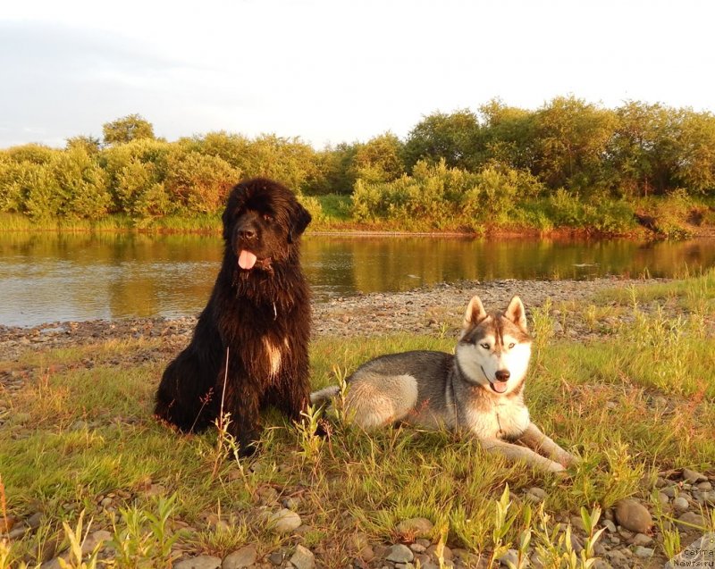 Фото: ньюфаундленд Krasavica Kori Drosser (Красавица Кори Дроссер)