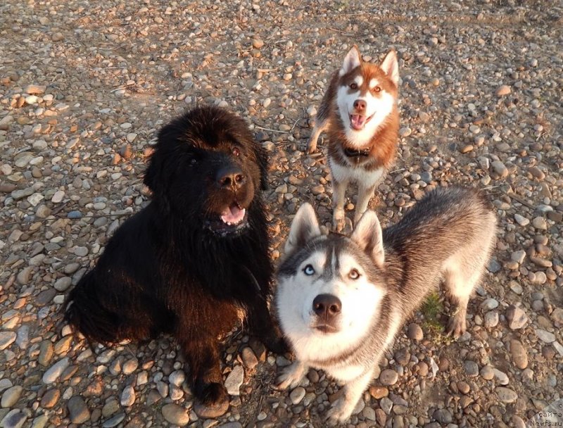 Фото: ньюфаундленд Krasavica Kori Drosser (Красавица Кори Дроссер)