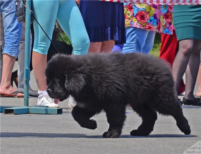 Фото: ньюфаундленд Sent Djons Zhiscar D'Estaing Edmon (Сент Джонс Жискар Д'Эстен Эдмон)