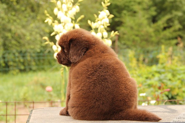 Фото: ньюфаундленд SHardone s Berega Dona (Шардоне с Берега Дона)