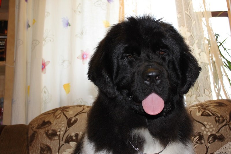 Фото: ньюфаундленд Iskushenie Moey Dushi (Искушение Моей Души)