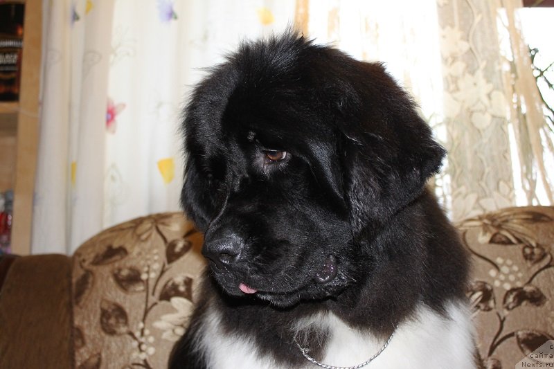 Фотография № 131310