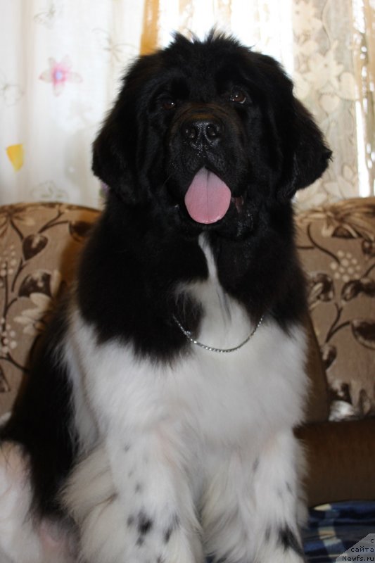 Фотография № 131312