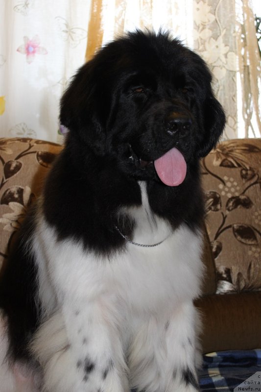 Фотография № 131313