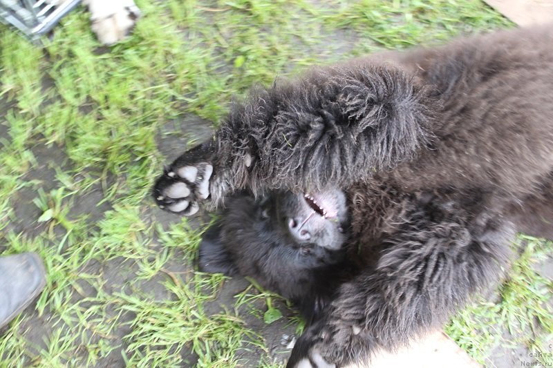 Фотография № 131323