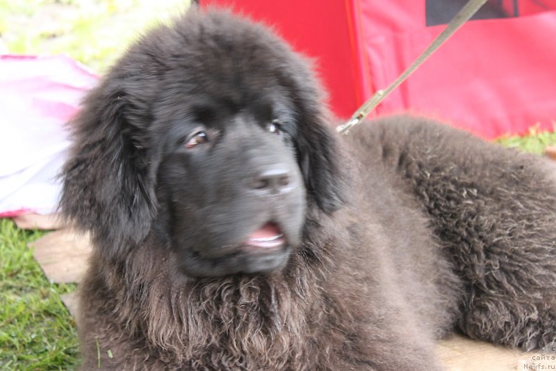 Фотография № 131326