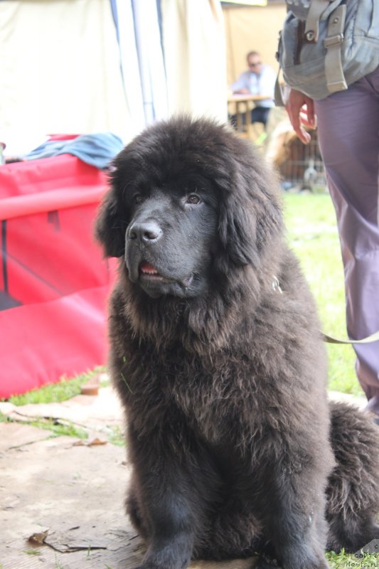 Фото: ньюфаундленд Legolas Senejskiy Syin Ariadnyi (Леголас Сенежский Сын Ариадны)