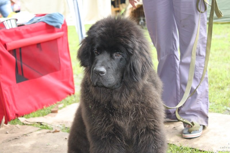 Фото: ньюфаундленд Legolas Senejskiy Syin Ariadnyi (Леголас Сенежский Сын Ариадны)