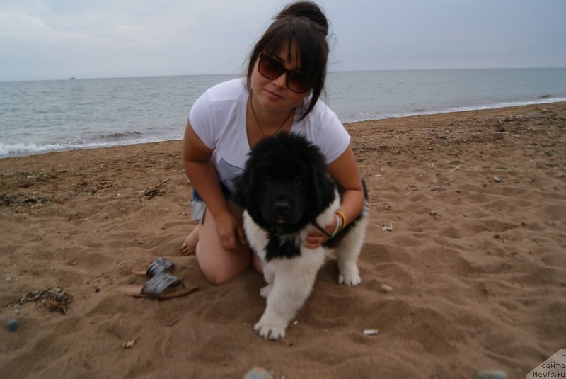 Фото: ньюфаундленд Akvian Song Karamel' (Аквиан Сонг Карамель)