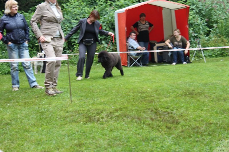 Фото: ньюфаундленд Lunnaya Sonata Dlya Elenyi Grand Byebi (Лунная Соната Для Елены Гранд Бэби)