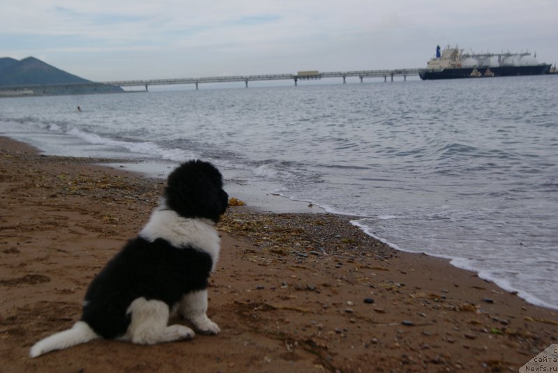 Фото: ньюфаундленд Akvian Song Karamel' (Аквиан Сонг Карамель)