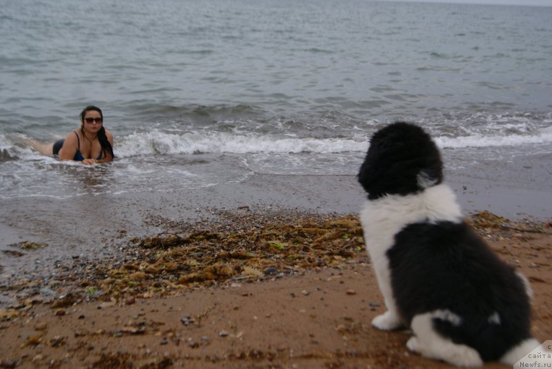 Фото: ньюфаундленд Akvian Song Karamel' (Аквиан Сонг Карамель), Кристина