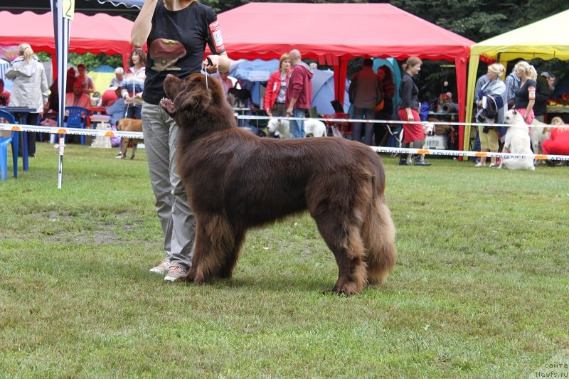 Фото: ньюфаундленд Horunzhy s Berega Dona (Хорунжий с Берега Дона)