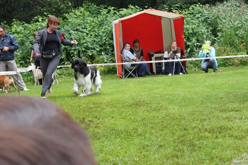 Фото: ньюфаундленд Iskushenie Moey Dushi (Искушение Моей Души)