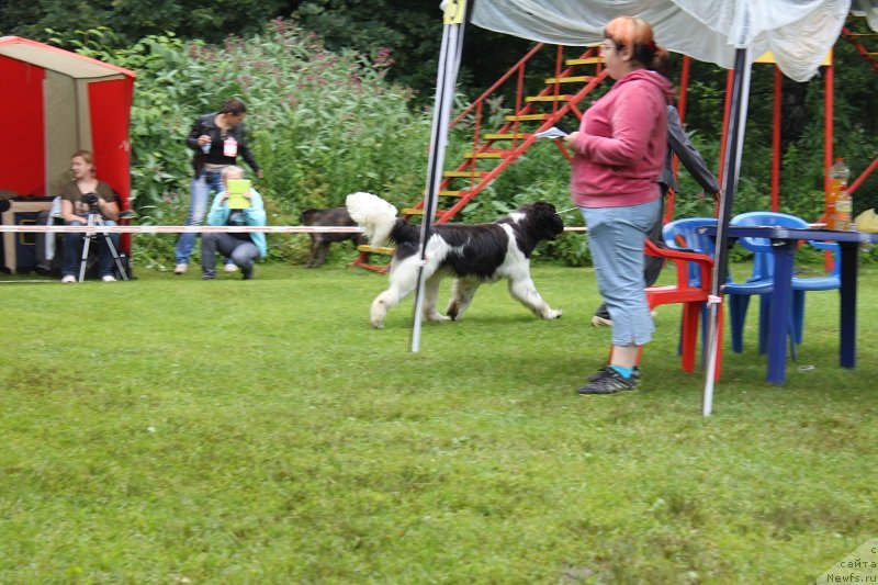 Фото: ньюфаундленд Iskushenie Moey Dushi (Искушение Моей Души)