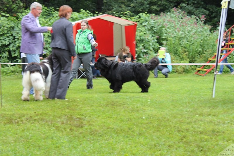 Фото: ньюфаундленд Sent Djons CHelesta (Сент Джонс Челеста)
