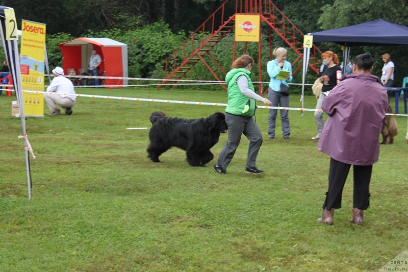 Фото: ньюфаундленд Sent Djons CHelesta (Сент Джонс Челеста)