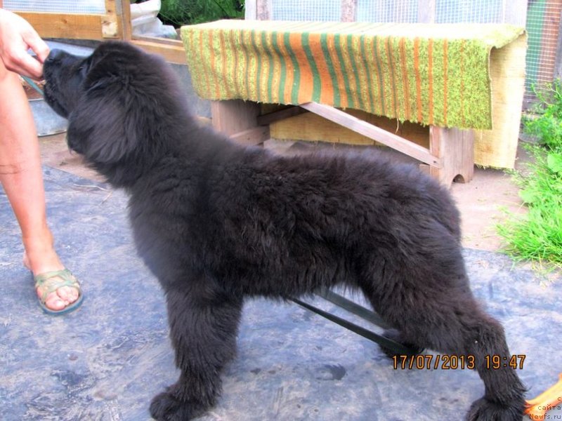 Фото: ньюфаундленд Val'kiriya Sigryun (Валькирия Сигрюн)