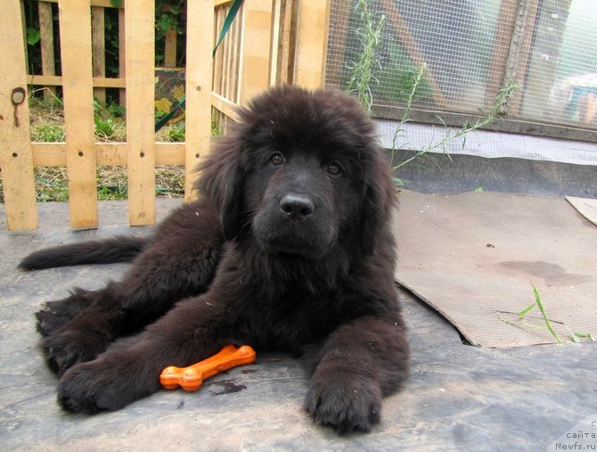 Фото: ньюфаундленд Val'kiriya Sigryun (Валькирия Сигрюн)